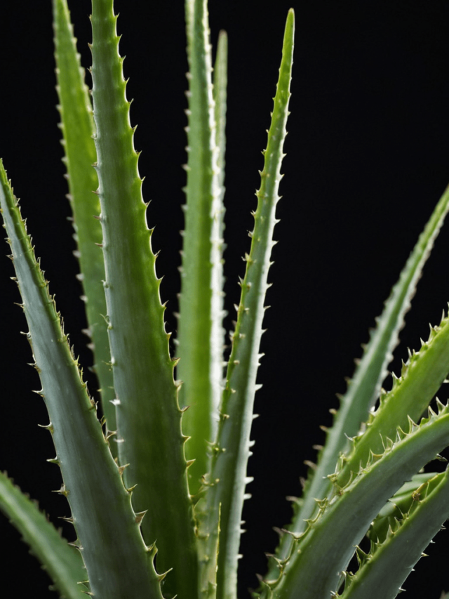 Unveiling the Wonders of Aloe Vera: Exploring Its Benefits